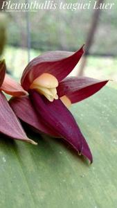 Pleurothallis teaguei