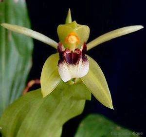 Coelogyne carinata