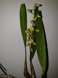 Dendrobium monophyllum