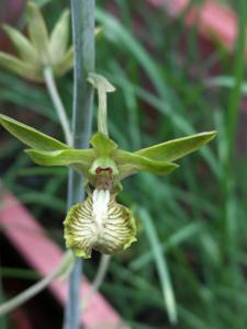 Eulophia andamanensis