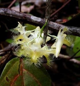 Dendrobium terengganuensis