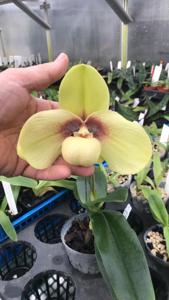 Paphiopedilum hangianum