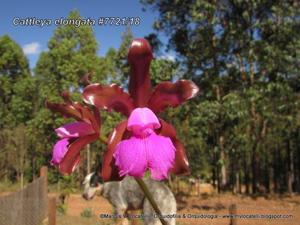 Cattleya elongata