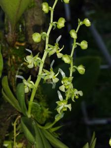 Ornithocephalus gladiatus