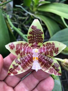 Phalaenopsis hieroglyphica