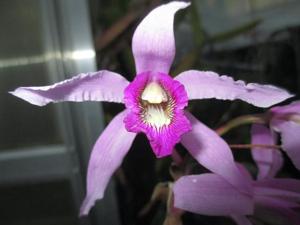 Laelia superbiens