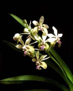 Vanda lamellata