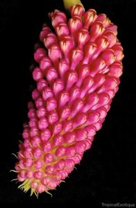 Robiquetia cerina