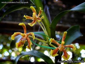 Vanda scandens