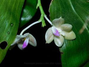 Phalaenopsis javanica