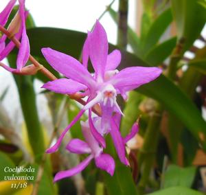 Oncidium vulcanicum