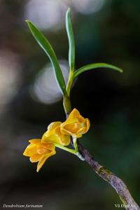 Dendrobium farinatum
