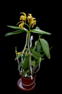 Cattleya porphyroglossa