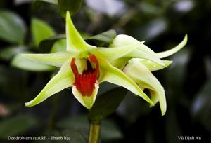 Dendrobium suzukii