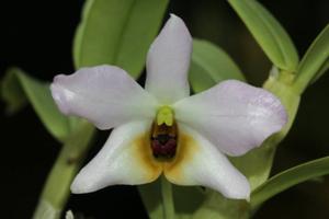 Dendrobium trantuanii