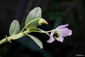 Dendrobium trantuanii