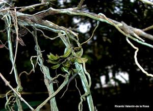 Dendrophylax filiformis