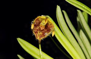 Diodonopsis erinacea