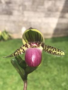 Paphiopedilum victoria-regina