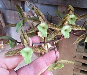 Catasetum juruenense