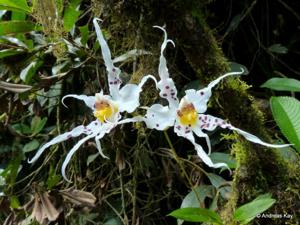 Oncidium cirrhosum