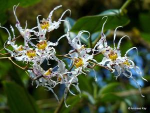 Oncidium cirrhosum