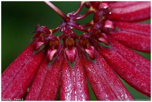 Bulbophyllum acuminatum