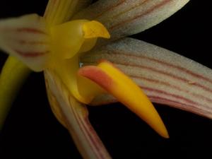 Bulbophyllum affine