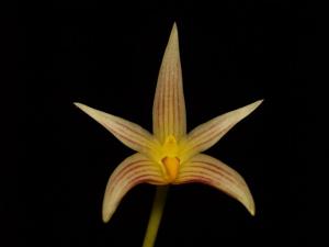 Bulbophyllum affine