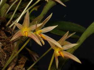 Bulbophyllum affine