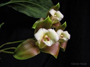 Lycaste macrophylla