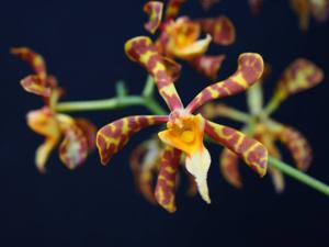 Trichoglottis luzonensis