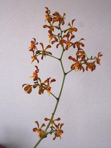 Trichoglottis luzonensis