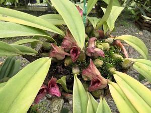 Bulbophyllum agastor