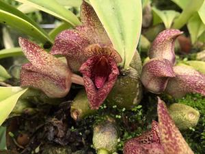 Bulbophyllum agastor