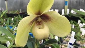 Paphiopedilum hangianum