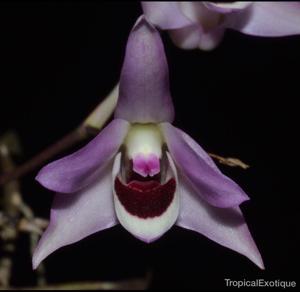 Dendrobium shixingense