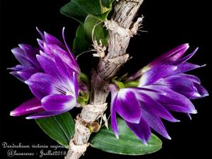 Dendrobium victoriae-reginae