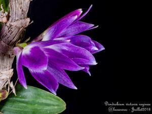 Dendrobium victoriae-reginae