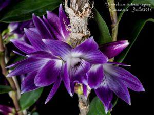 Dendrobium victoriae-reginae