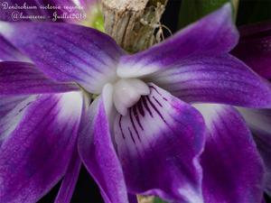 Dendrobium victoriae-reginae