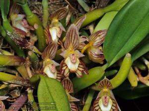 Bulbophyllum ambrosia