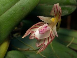 Bulbophyllum ambrosia