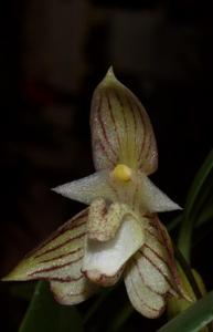 Bulbophyllum ambrosia