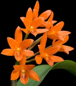 Guarianthe aurantiaca