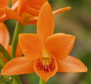 Guarianthe aurantiaca