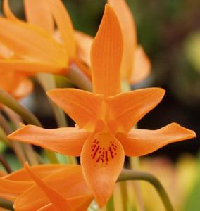 Guarianthe aurantiaca