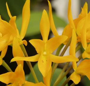 Guarianthe aurantiaca