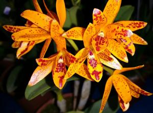 Guarianthe aurantiaca