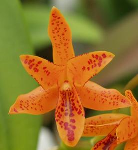 Guarianthe aurantiaca